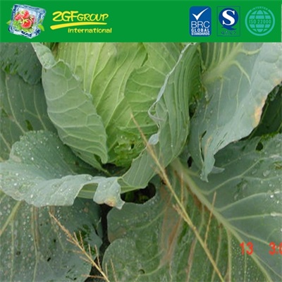 Fresh Cabbage