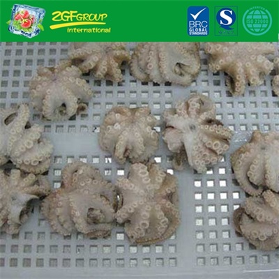 Frozen baby octopus