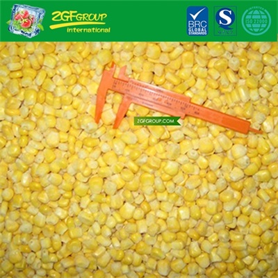 New Crop IQF sweet corn wholesale