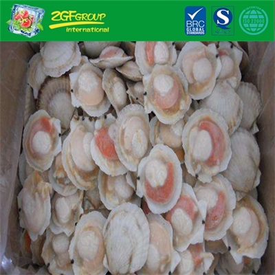 Top Quality Frozen Half Shell Sea Scallop