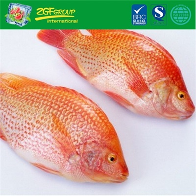 Hot sale Frozen wr red sea bream