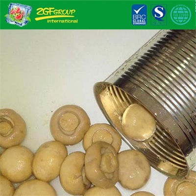 Hot Sale Canned white button mushroom