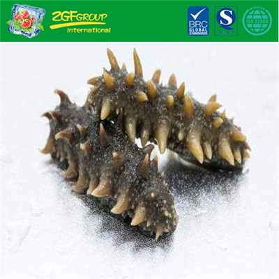 Instant Sea Cucumber
