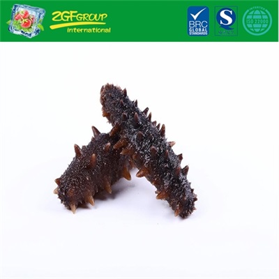 Top Grade Instant Sea Cucumber