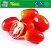 Fresh Delicious Cherry Tomatoes
