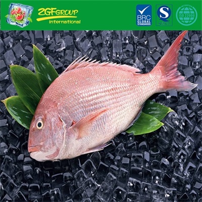 High Grade Frozen Red Sea Bream