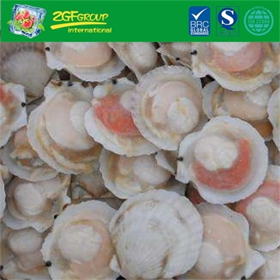 Hot Sale Frozen Half Shell Sea Scallop