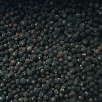 High Grade IQF Black Currant