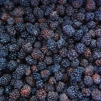 2025 New Crop IQF Frozen Black Berry