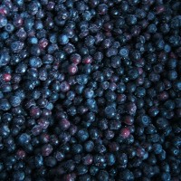 High Quality IQF Cultivated Blueberry