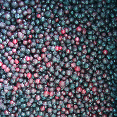 High Quality IQF Wild Blueberry