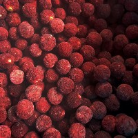 Frozen Fruits IQF Yumberry